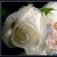 /album/galleria-foto-homepage3/a581327-191480604315718-1328305602-n-jpg/