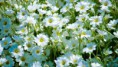 /album/galleria-foto-homepage3/daisies-jpg/