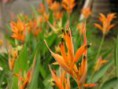 /album/galleria-foto-homepage3/foto-fiori-19x-jpg/