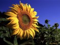 /album/galleria-foto-homepage3/foto-fiori-403-jpg/