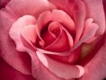 /album/galleria-foto-homepage3/pretty-in-pink-roses-jpg/