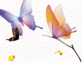 /album/galleria-foto-homepage4/a50310c6fxa239b57dec12-690-gif/