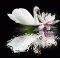 /album/galleria-foto-homepage4/a4517142bbc54ace6c106cef58b3bf387-gif/