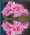 /album/galleria-foto-homepage4/a-reflet-05-gif/