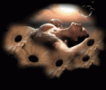 /album/galleria-foto-homepage4/animazione11sq1-gif/