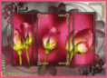 /album/galleria-foto-homepage4/ecf53cb1-gif/