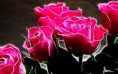 /album/galleria-foto-homepage4/hot-pink-roses-roses-11661786-1280-800-jpg/